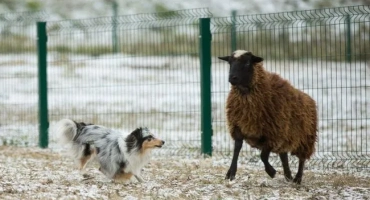 Mini collie: little dwarf shepherd shelter